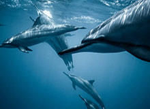 华体会体育——开启属于你的运动新时代